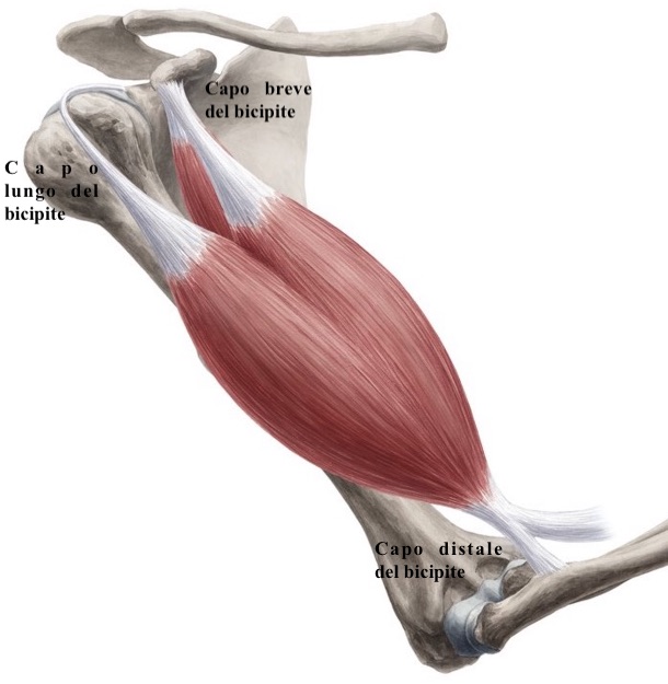 Tendinopatia capo lungo del bicipite
