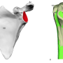 Anatomia e funzione della spalla